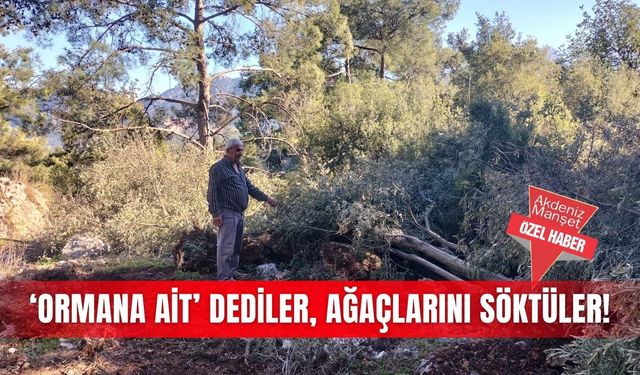 ‘Ormana ait’ dediler, ağaçlarını söktüler!