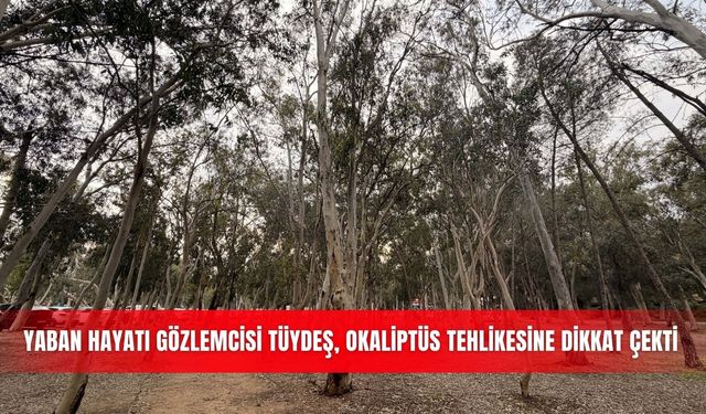 Yaban hayatı gözlemcisi Tüydeş, okaliptüs tehlikesine dikkat çekti