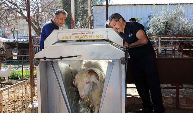 Yeniköy Mahallesi’nde hayvancılığa destek