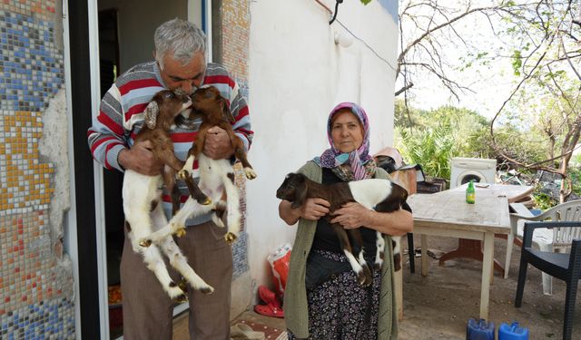 Keçileriyle ömür geçirdiler, şikayetle yıkıldılar