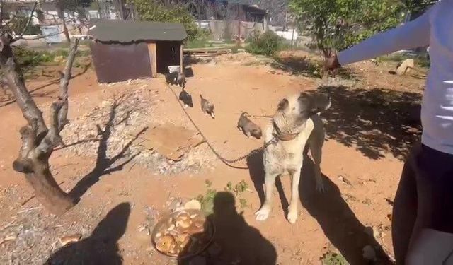Dövüş köpeği üreten işletmeye 323 bin TL ceza