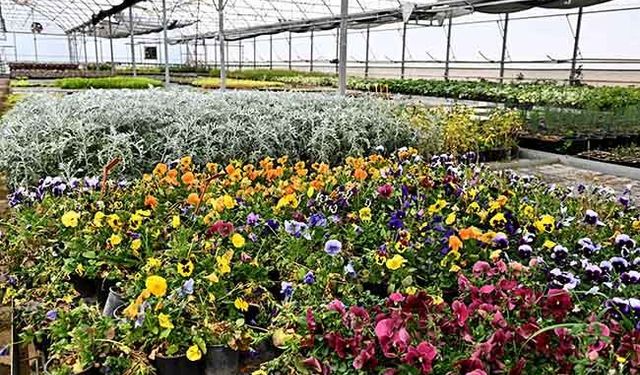 Çiçek Desenleri Günleri için geri sayım