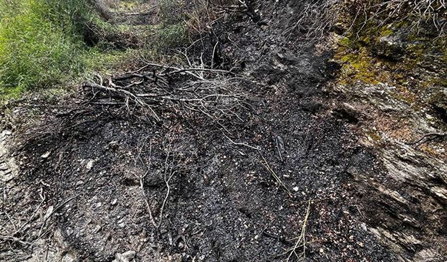 Alanya'da makilik yangını söndürüldü
