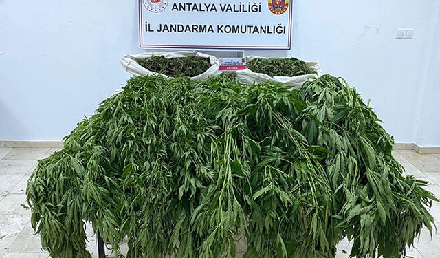 Serik'te 105 kök kenevir ele geçirildi