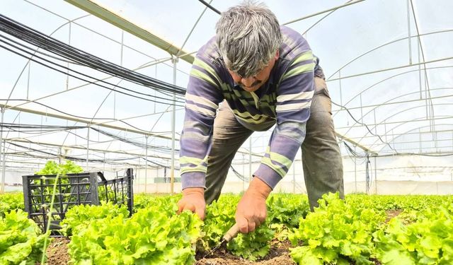 Tarlada ortalama 15 TL olan marul tezgahlarda 100 TL’ye satılıyor