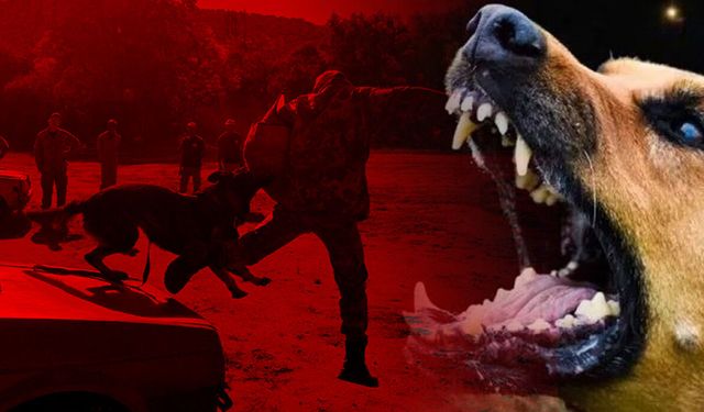 Romanya'da son üç yılda 64 bin köpek itlaf edildi
