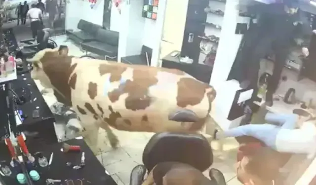 Kurbanlık boğa, kuaför salonuna daldı