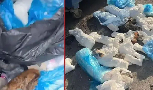 İzmir’de 33 kedinin ölü bulunduğu olayda veteriner tutuklandı