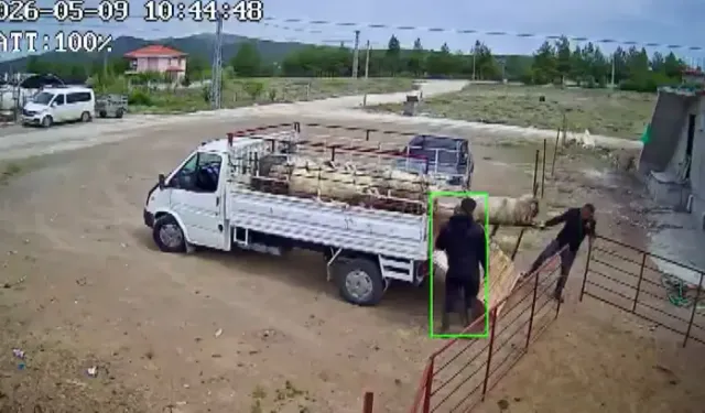 Burdur'da koçun saldırısına uğrayan besici kamyonetten düştü