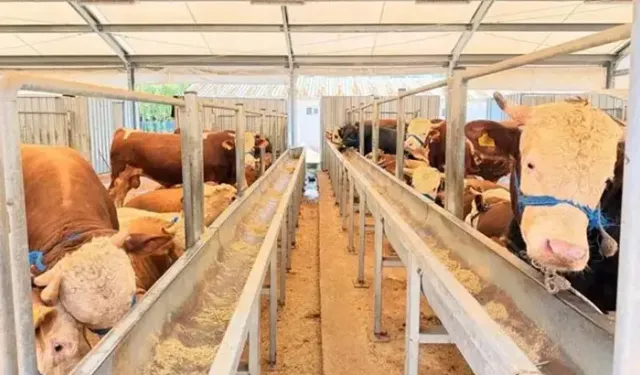 İstanbul İl Sağlık Müdürü Güner: Kurban kesimi sırasında 869 kişi yaralandı