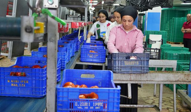 Domateste üretim planlaması, fiyat dengesinin anahtarı