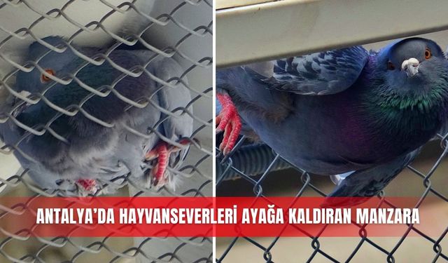 Antalya’da hayvanseverleri ayağa kaldıran manzara