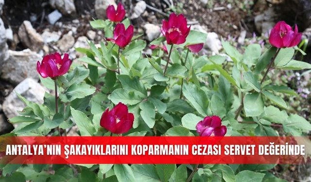 Antalya’nın şakayıklarını koparmanın cezası servet değerinde