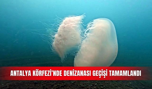 Antalya Körfezi’nde denizanası geçişi tamamlandı