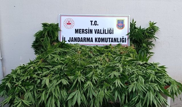 Mersin'de yasa dışı kenevir ekimi yapan şüpheliler yakalandı
