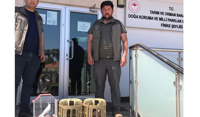 Kuş denetiminde kafeslerdeki keklik ve papağanlara el konuldu