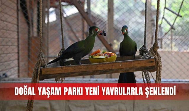 Doğal yaşam parkı yeni yavrularla şenlendi