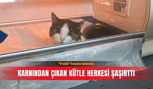 "Fıstık" hayata tutundu: Karnından çıkan kütle herkesi şaşırttı