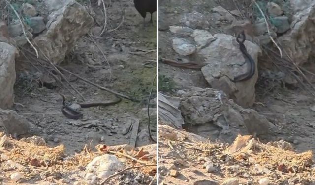 Kumluca'da yılanların çiftleşme dansı kaydedildi