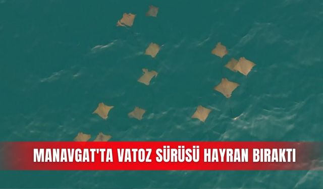 Manavgat'ta vatoz sürüsü hayran bıraktı