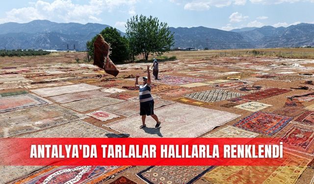 Antalya'da tarlalar halılarla renklendi