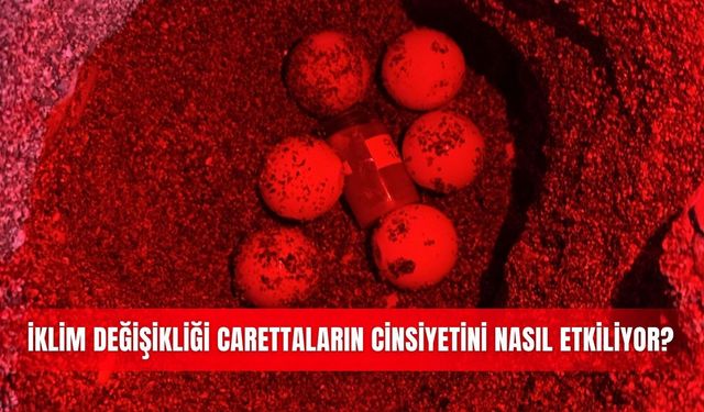 İklim değişikliği carettaların cinsiyetini nasıl etkiliyor?