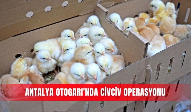 Antalya Otogarı'nda civciv operasyonu