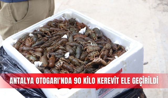 Antalya Otogarı'nda 90 kilo kerevit ele geçirildi