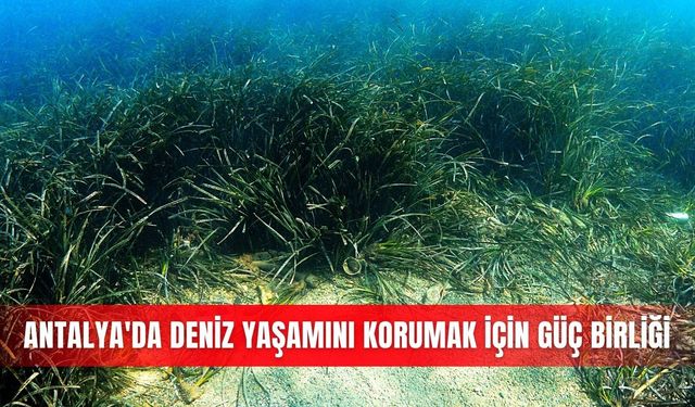 Antalya'da deniz yaşamını korumak için güç birliği