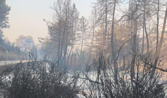 Seydikemer’deki orman yangınında acı tablo ortaya çıktı