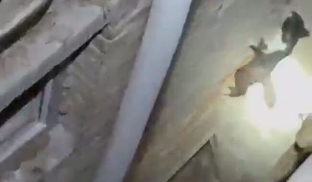 Burdur'da 7 metrelik duvarı tırmanan kedi ekipleri şok etti