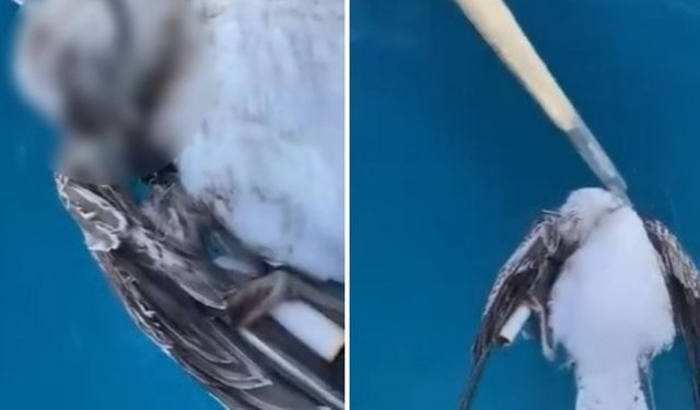 Ağzına kanca takılan martı telef oldu