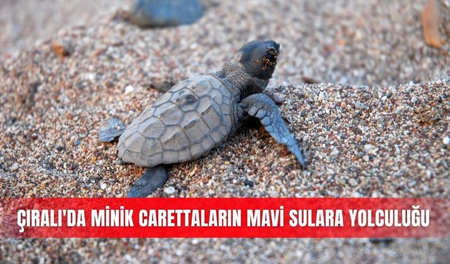 Çıralı'da minik carettaların mavi sulara yolculuğu