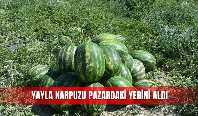 Yayla karpuzu pazardaki yerini aldı