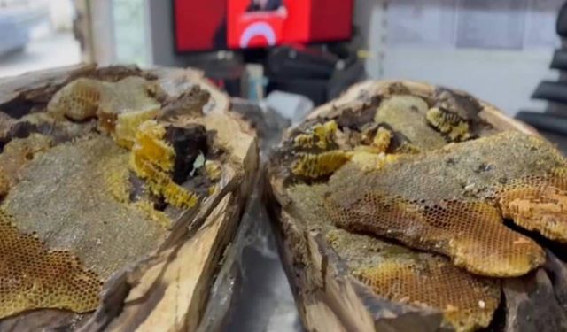 Ağaç kovuğundan 13 kilo bal çıkartıldı