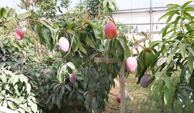 ALKÜ serasında ilk mango hasadı yapıldı