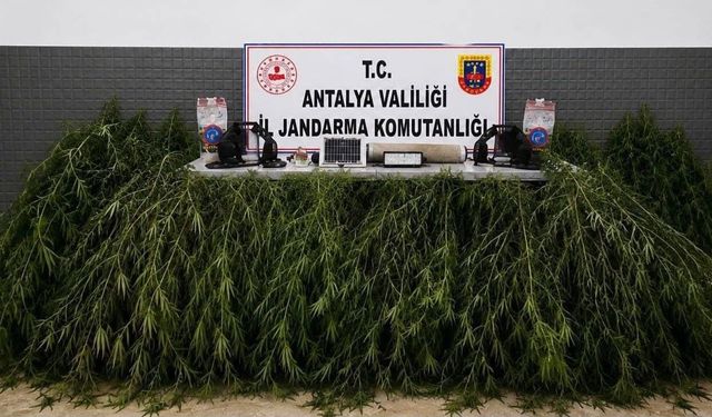 Jandarmadan kenevir baskını: 2 şüpheliye adli işlem