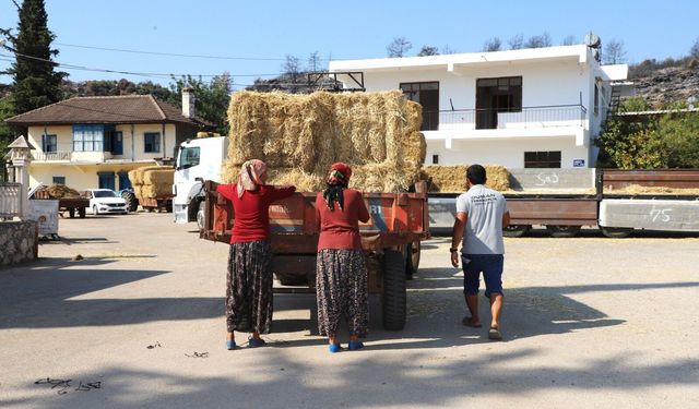 Aksu'da yangından etkilenen hayvanlar için seferberlik