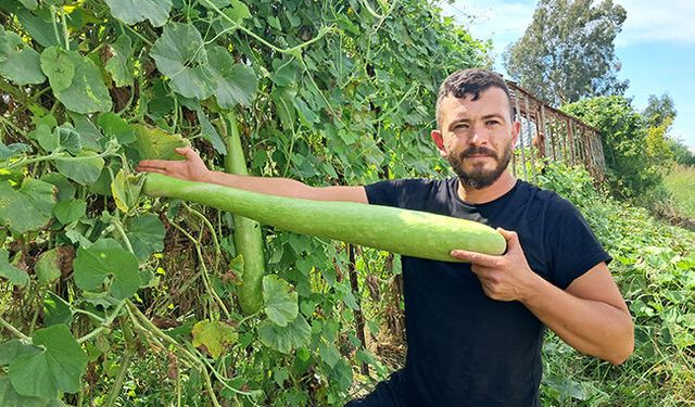 Serikli çiftçiden dev kabaklar