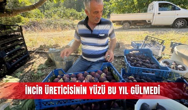 İncir üreticisinin yüzü bu yıl gülmedi