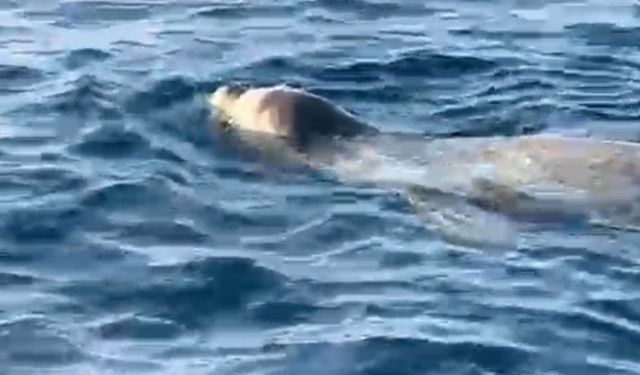 Alanya'da fok görüntülendi