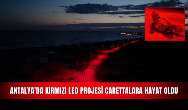 Antalya'da kırmızı LED projesi carettalara hayat oldu