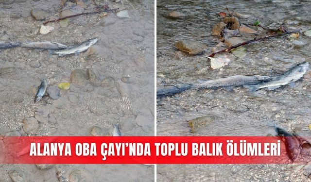 Alanya Oba Çayı’nda toplu balık ölümleri