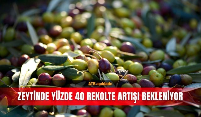 ATB açıkladı: Zeytinde yüzde 40 rekolte artışı bekleniyor