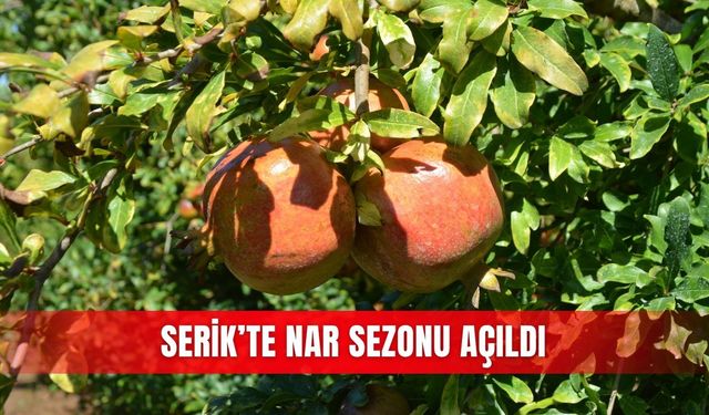 Serik’te nar sezonu açıldı