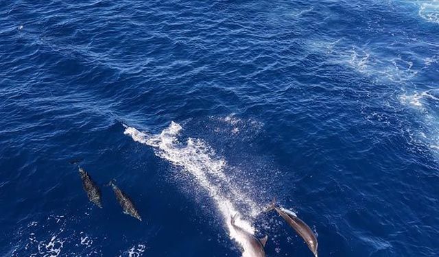 Alanya açıklarında yunuslar görüntülendi