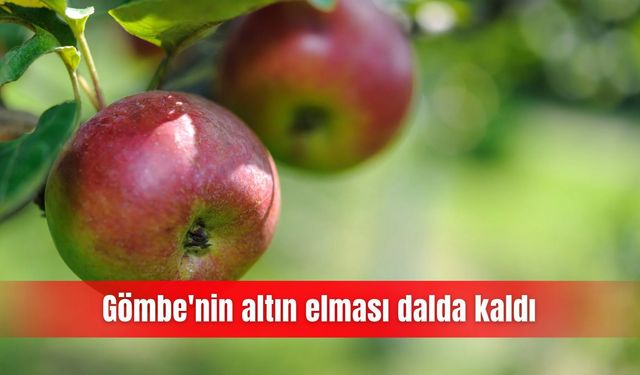 Gömbe'nin altın elması dalda kaldı