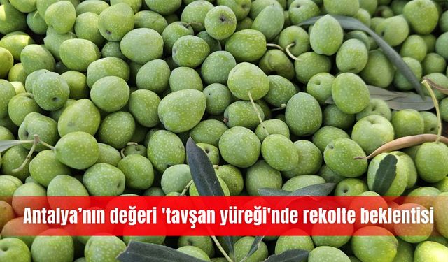 Antalya’nın değeri 'tavşan yüreği'nde rekolte beklentisi