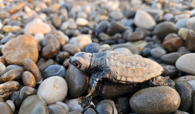 Uzay Kongresi'nin maskotu caretta caretta