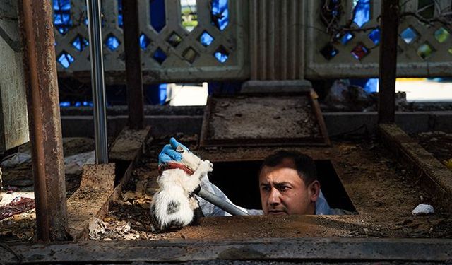 Yer altı çöp konteynerine düşen yavru kedi kurtarıldı
